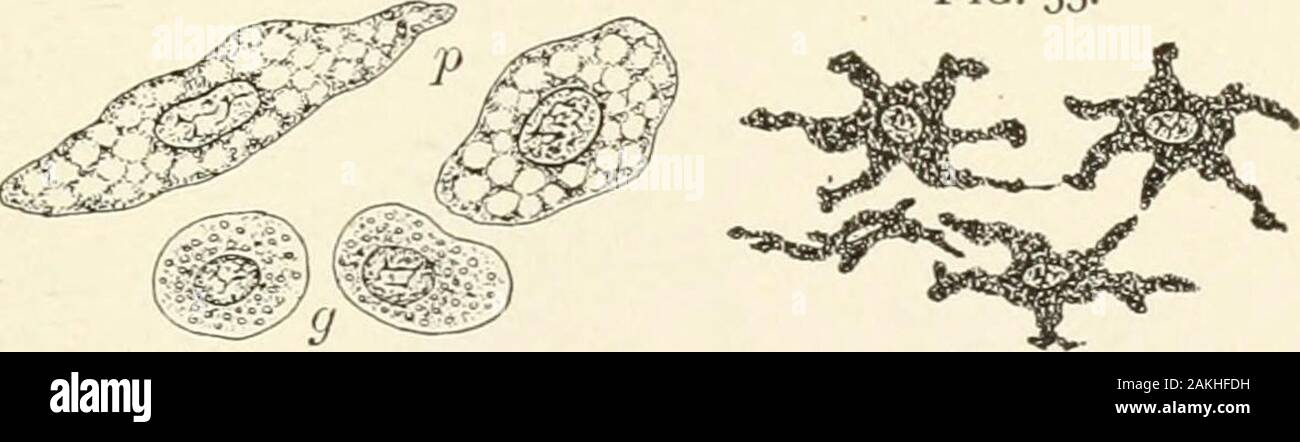 Manuel d'Histologie normale : y compris un compte de l'élaboration des tissus et des organes . npresent, qui, capacité d'changetheir fromtheir position ainsi que la forme, l'on appelle les cellules d'errance. Il s'agit de petites masses nucléées,active de protoplasme, caractéristique de la lymphe orcolorless-sang cellules avec lesquelles elles sont identiques, en général beingreally les leucocytes qui ne sont plus des navires en tissus thesurrounding, par lesquels ils errent comme transientguests. Le protoplasme des cellules fixes expositions parfois accumula-tions de particules, les éléments Banque D'Images