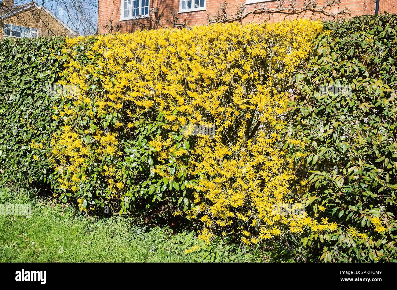 Une touche de jaune distingue un forsythia dans un arbuste à feuilles persistantes et de feuillus mixtes en couverture d'un jardin anglais au printemps Banque D'Images