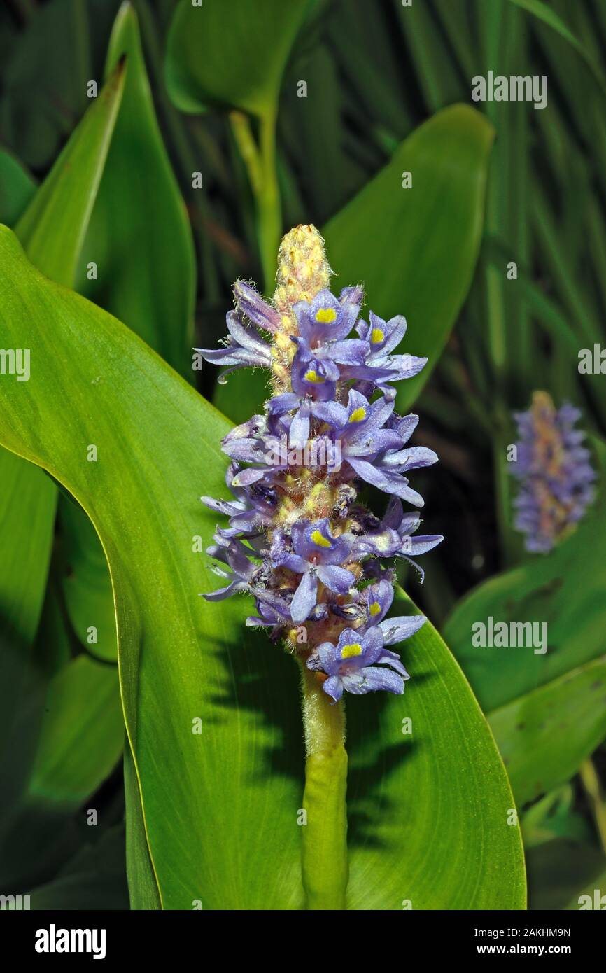 La Pontédérie (Pontederia cordata) est une plante aquatique originaire d'Amérique du nord et du sud. Banque D'Images