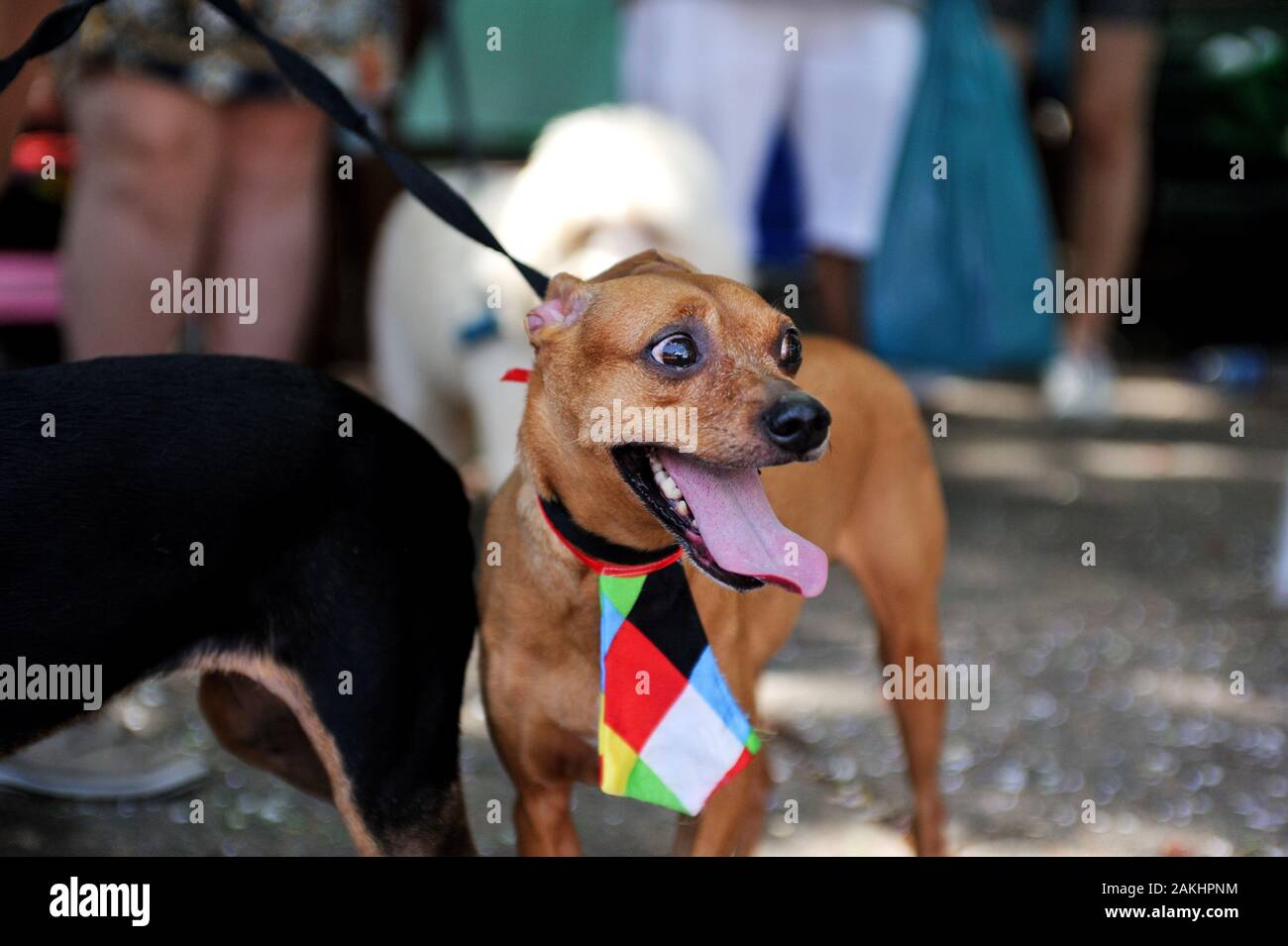 Carnaval, Rio de Janeiro - le 23 février 2019 : les propriétaires de chiens rencontrez jusqu'à l'assemblée annuelle de l'Blocao partie, lorsque l'envie d'habiller les animaux sont l'objet de la journée. Banque D'Images