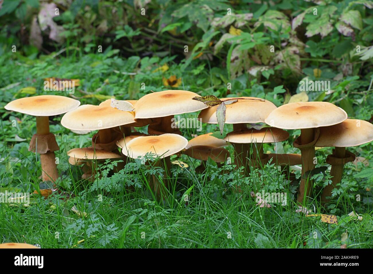 Phaeolepiota aurea, connu sous le nom de bootleg d'or ou golden cap, champignons sauvages de Finlande Banque D'Images