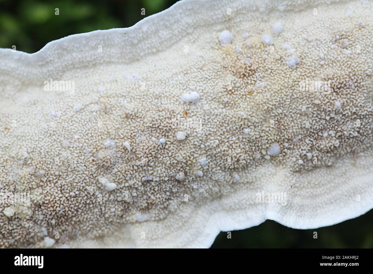 Byssomerulius corium, connu sous le nom de champignon à croûte nettée, polypore sauvage de Finlande Banque D'Images