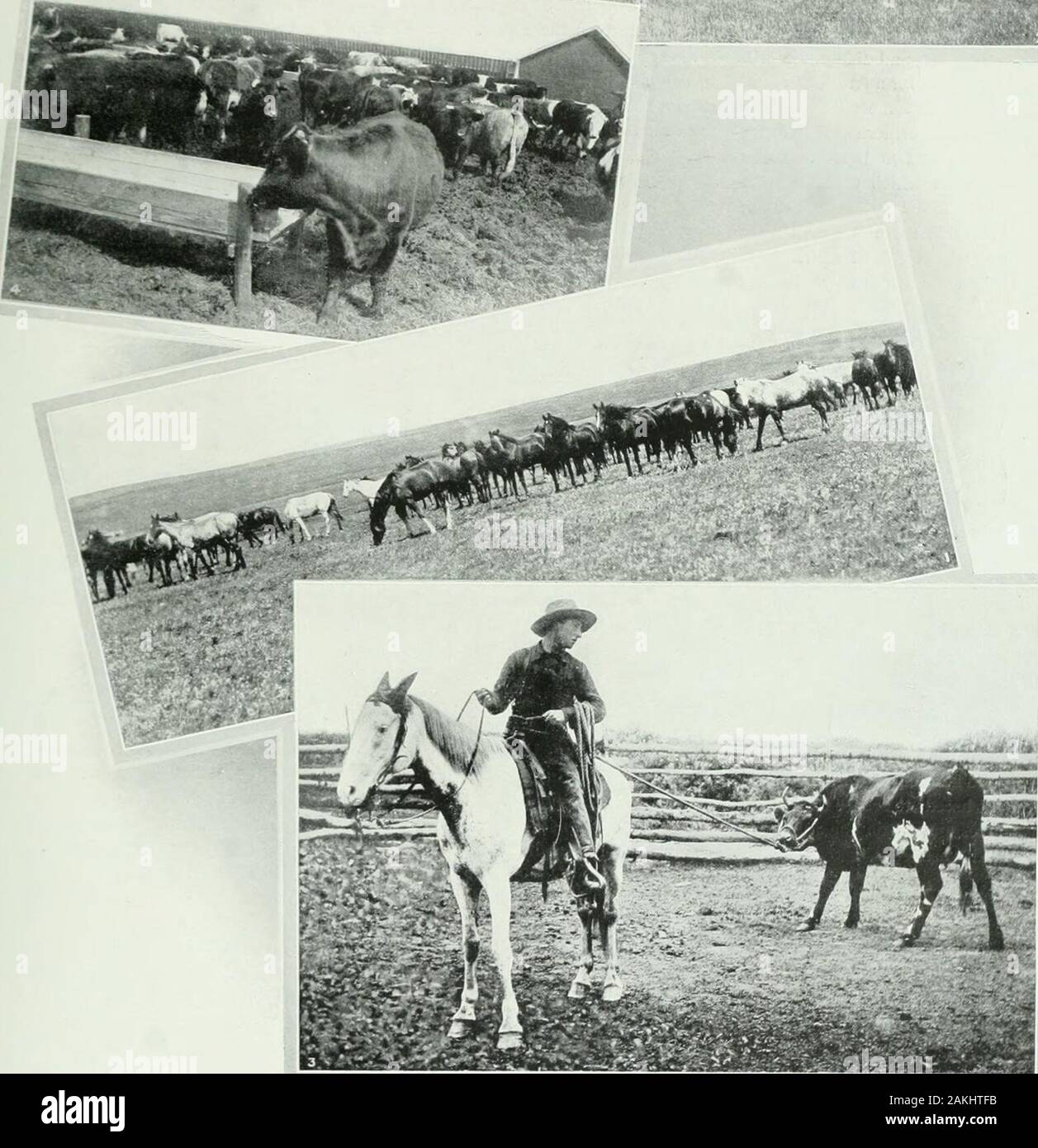 Les Provinces des Prairies du Canada : leur histoire, les gens, commerce, industries et ressources . ers ; thecalves sont placés dans un boîtier calleda corral de sevrage et nourris, onhay habituellement, alors que les vaches sont repoussés à la prairie pour récupérer et acquiresufficient la force pour résister à l'approche de l'hiver de navires. Au printemps suivant la marque areall veaux et les mâles sont castrés  ; ils sont ensuite se prendre eux-mêmes jusqu'à careof recherché pour breedingor dans le but de les vendre. Il y a eu un déclin rapide dans theranching Provincesduring l'industrie de la prairie la pa Banque D'Images
