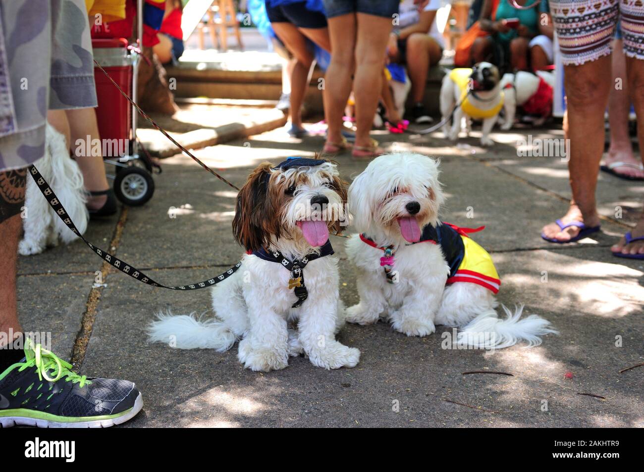 Carnaval, Rio de Janeiro - le 23 février 2019 : les propriétaires de chiens rencontrez jusqu'à l'assemblée annuelle de l'Blocao partie, lorsque l'envie d'habiller les animaux sont l'objet de la journée. Banque D'Images