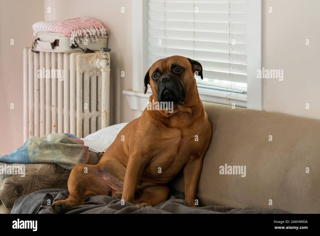 Chien de Sâtin, roi dans son château. (Nom scientifique: Canis lupus familiaris) Banque D'Images