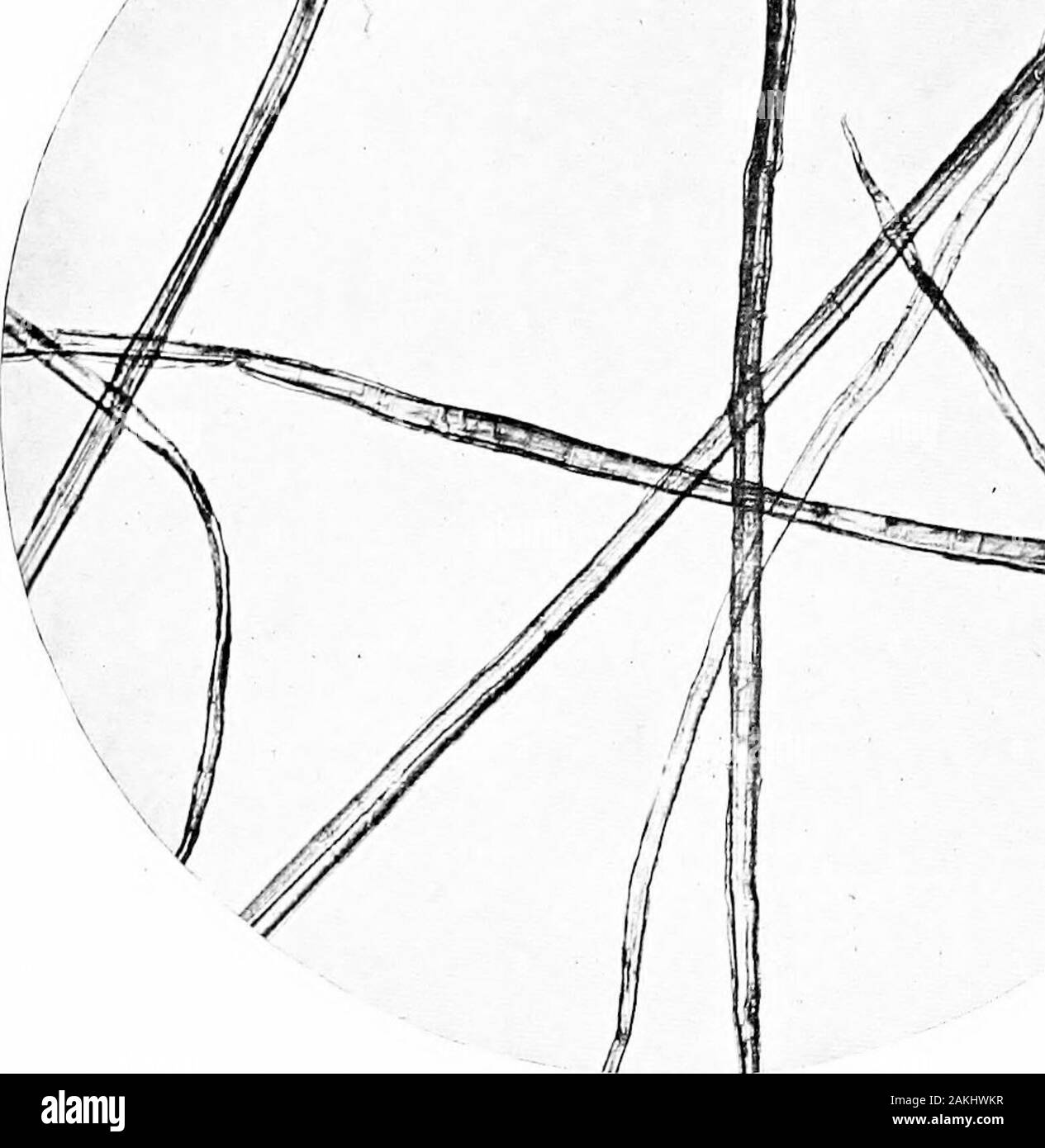 Chimie des pâtes et de la fabrication du papier . {Jute s plaque Corchorus capsularis) loo agrandissement diamètres. Ptiotographed byBureau des normes.. Planche 6 JIulberry Broussoiietia (papier papyrifera) diamètre grossissement loo.photographié par Bureau of Standards. Banque D'Images