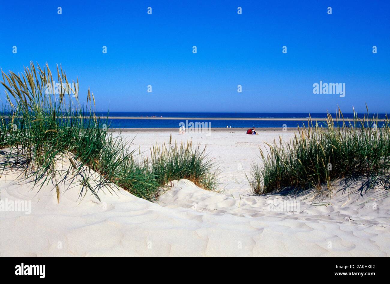 Les dunes, les îles de la mer du Nord, Basse-Saxe, Allemagne Banque D'Images