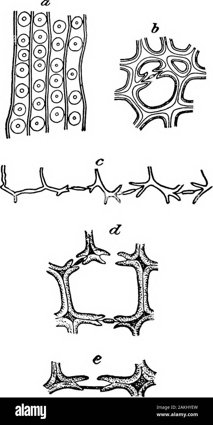 Chimie des pâtes et de la fabrication du papier . Fig. 2. Dessins d'éléments de bois 19. TracheidfromTectonagrandis. 20-23. Porlieria hygrometrica. 20. Con-jugate fibres de substitution en section transversale. 21. Remplacer aftermaceration fibres ordinaires. 22, 23. Fibres de substitution conjugué après macération. 24-27. Cy-laburnum tisus ; éléments après macération. 24. Bois-fibre de parenchyme. 25.de trachéides. 26. Fibres de substitution. 27. Fibre simple libriform. 28. Contre-sectionthrough et cambium plus jeune bois de Cytisus laburnum. 29, 30. Mahoniaaquifolium ; conduits. 29. Après la macération. 30. Section longitudinale. 31-36.Extremeties Banque D'Images