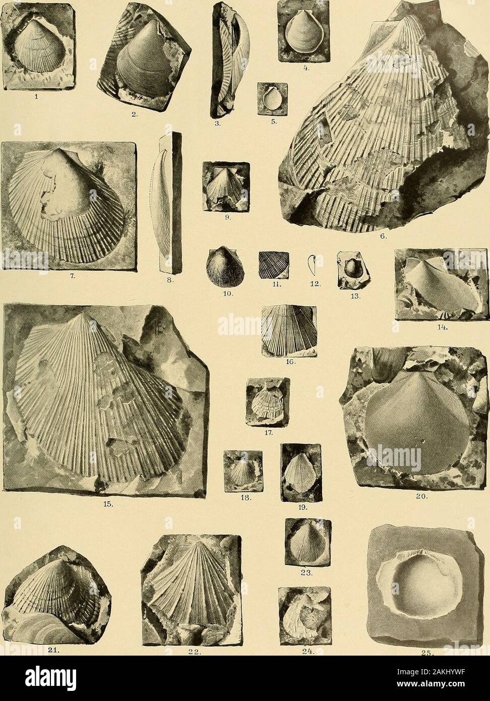 Svenska vetenskapsakademien handlingar . grösserung.Fig. 18. Linke Klappe nach einem Wachsabguss. S. 28.10-1.3. (Pseudoraonotis Eumicrotis) spitzbergensis n. sp. Tschermakberg Spitzbcrgcn auf. S. 27. Fig. 10. Zweifache Vergr. von Fig. 13 ; fig. Schalenpartie vergrösscrt, 11, um die Bcrijipung zeigcn zu.v 14, 20. Öbergi Entoliura (Pecten) Lundgren. Urdsberg Skuldsbcrg (M.), (M.). Nat. Gr. S. 21. Fig. 14. Nach einem Wachsabguss. Der stumpfe Winkel, den die oberen hrenränder einschliessen (", ist durch Druck verursacht.Fig. 20. Steinkern.&gt ; 17, 24. Eumorphotis vagans n. sp. Nat. Gr. S. 29. Fig. 1 Banque D'Images