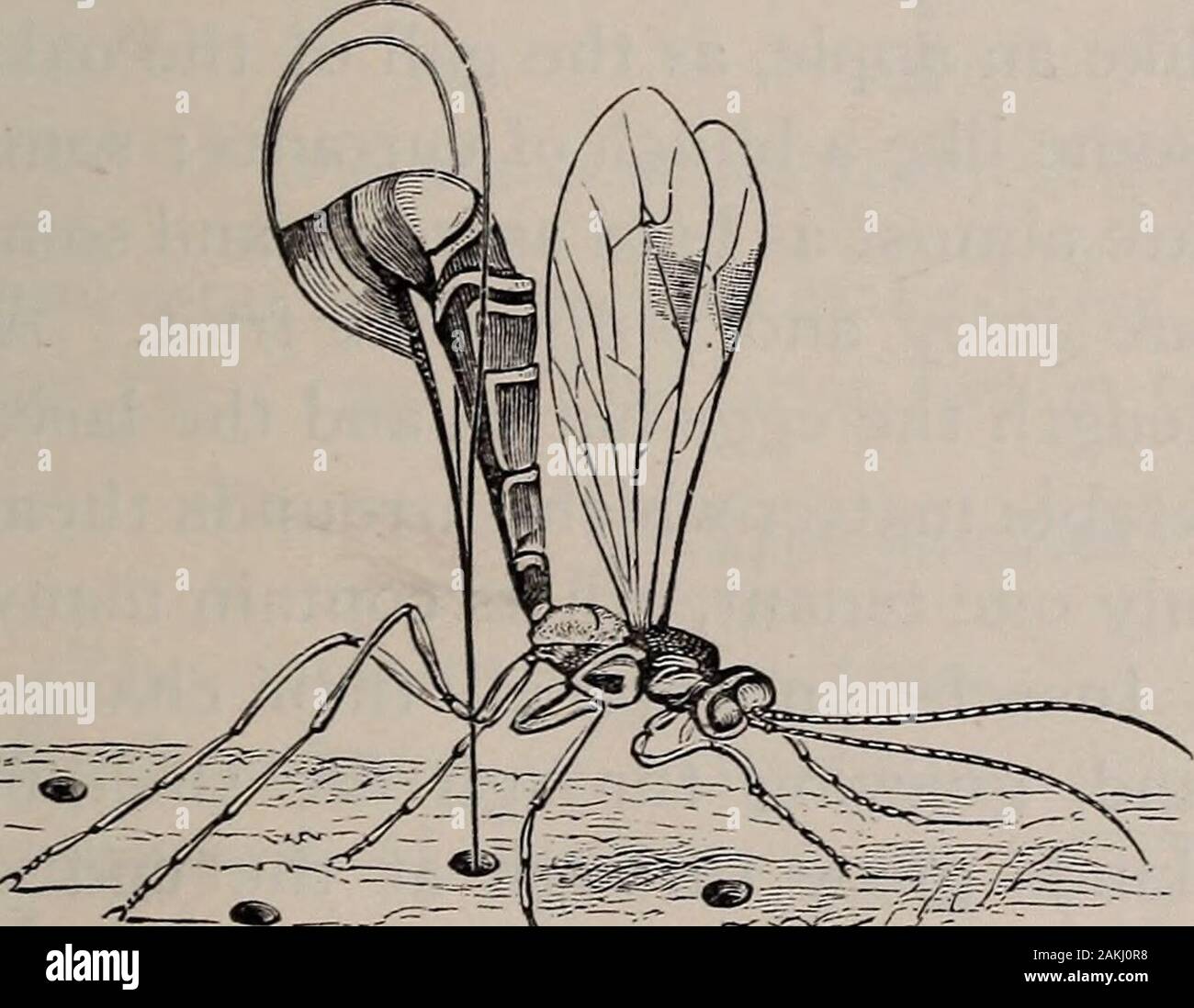 Histoire naturelle des animaux ; . e les larves, les prendre en le soleil météo infair et revenir sur l'approche de astorm ou la nuit, et de veiller sur eux vous andfaithfully. Les fourmis sont friands de sucreries, et someobtain cette nourriture à partir de la sécrétion d'aphides, ou les hyménoptères : ICHNEUMONS. 149 - les pucerons, petits insectes qui vivent sur les plantes, juicesof et obtenir un liquide comme du miel. Quelques kindsof les fourmis rassemblent un grand nombre d'aphides keepthem et sur les plantes, qu'ils peuvent manger les bonbons whichthey produire. Il n'y a généralement qu'un speciesof Ant dans chaque nid, mais dans certains cas, le wo Banque D'Images