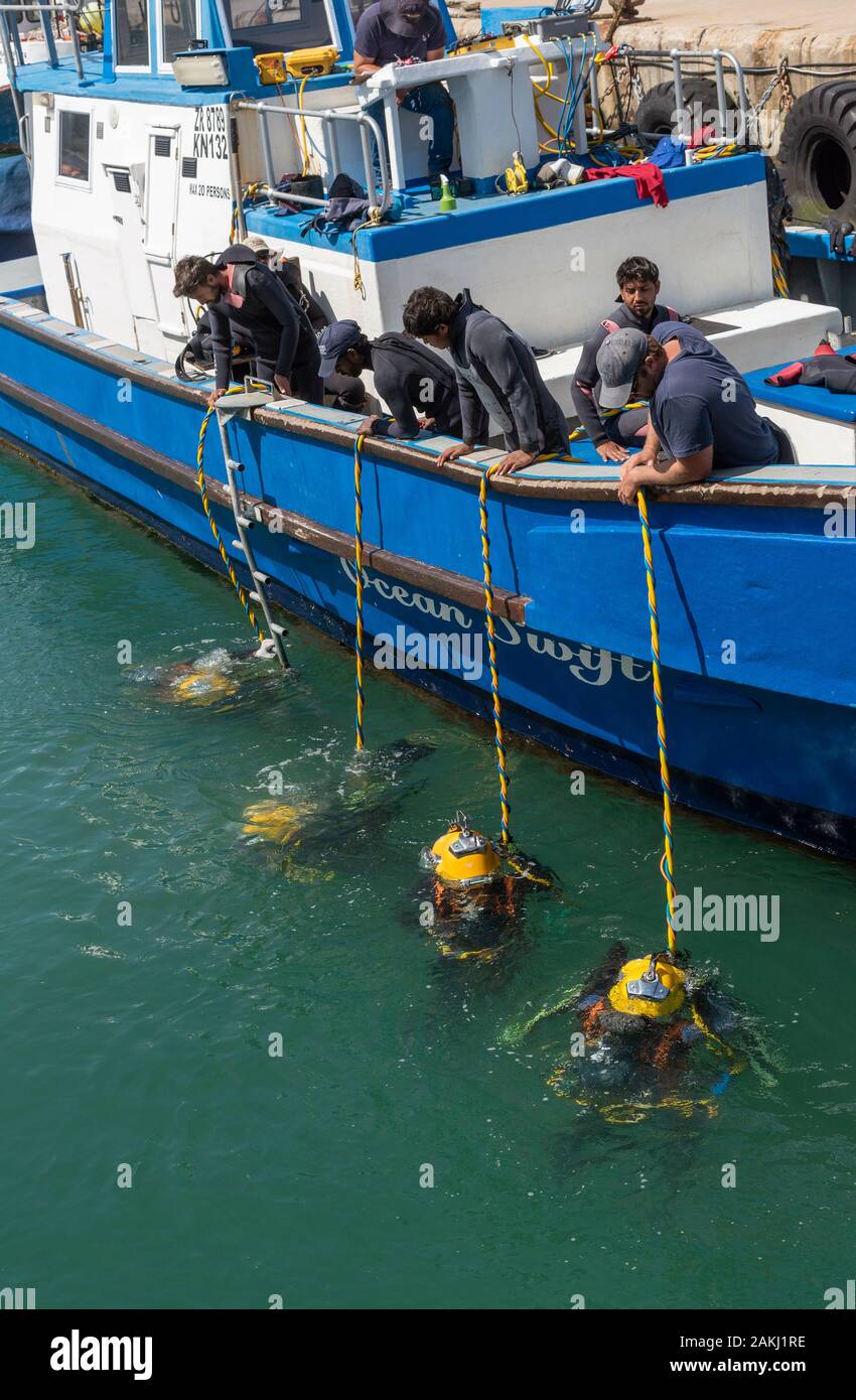 Hermanus, Western Cape, Afrique du Sud. Cours de formation de plongeurs professionnels, étudiants travaillant sous l'eau à partir d'un bateau en le nouveau port à Hermanus. Banque D'Images
