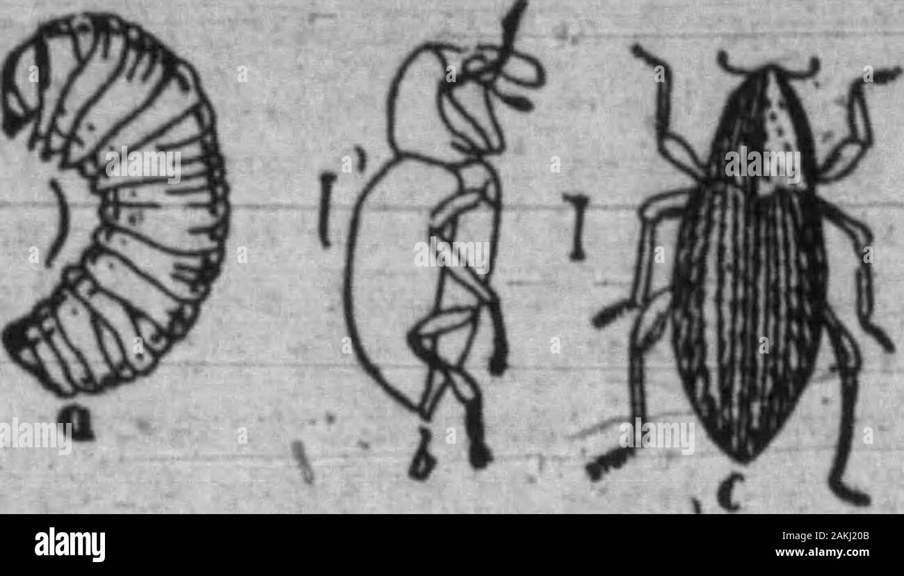 Boone County Recorder . e dégustation, plus d'expérimentation, jusqu'à ce qu'on ne sait pas ce que la con-coction a besoin.-évidemment lemonsvary en taille et quantité de jus ; mais un bon formule pour la limonade dans generalis un citron de qualité moyenne à un glassof l'eau de glace, et cinq cuillerées à thé de sucre. ofgranulated Pour une invalidsdrink teaspoonf, utilisez quatre uls de sugarinstead de 5.-N. Y. Tribune. 1 HINTaj-COURONNE AGRICOLE THt BORER. Ponderosa -Whin KntlreStrawberry riantlng* détruire*.* Ce tn son étole adultes est un smallbrows-museau ponderosa appartenant à la même famille aa le curoulio prune.de la ligue de l'oeufs"-h il plac Banque D'Images