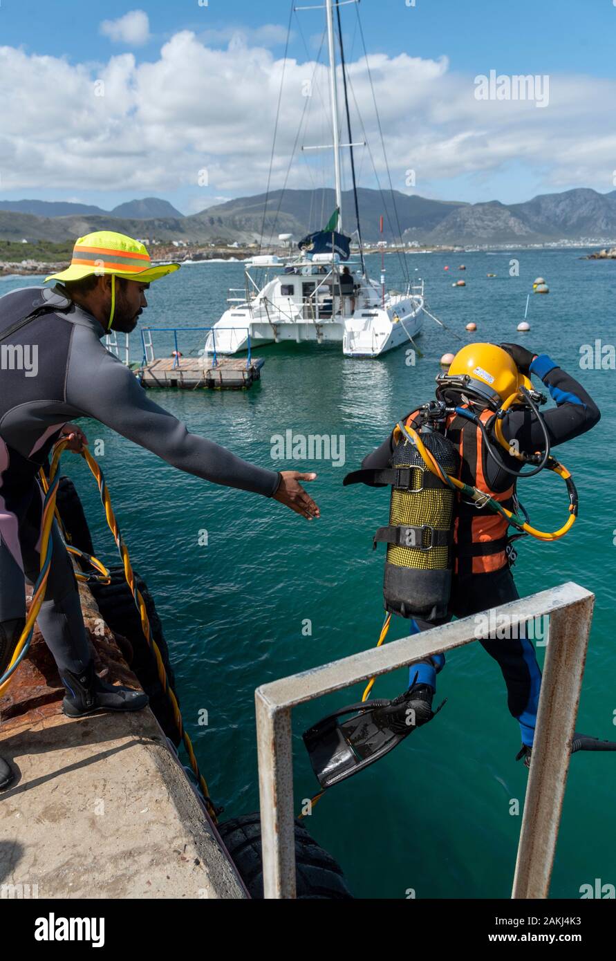 Hermanus, Western Cape, Afrique du Sud. Décembre 2019. Cours de formation de plongeurs professionnels. Plongeur étudiant saute dans la mer à Hermanus, Afrique du Sud Banque D'Images