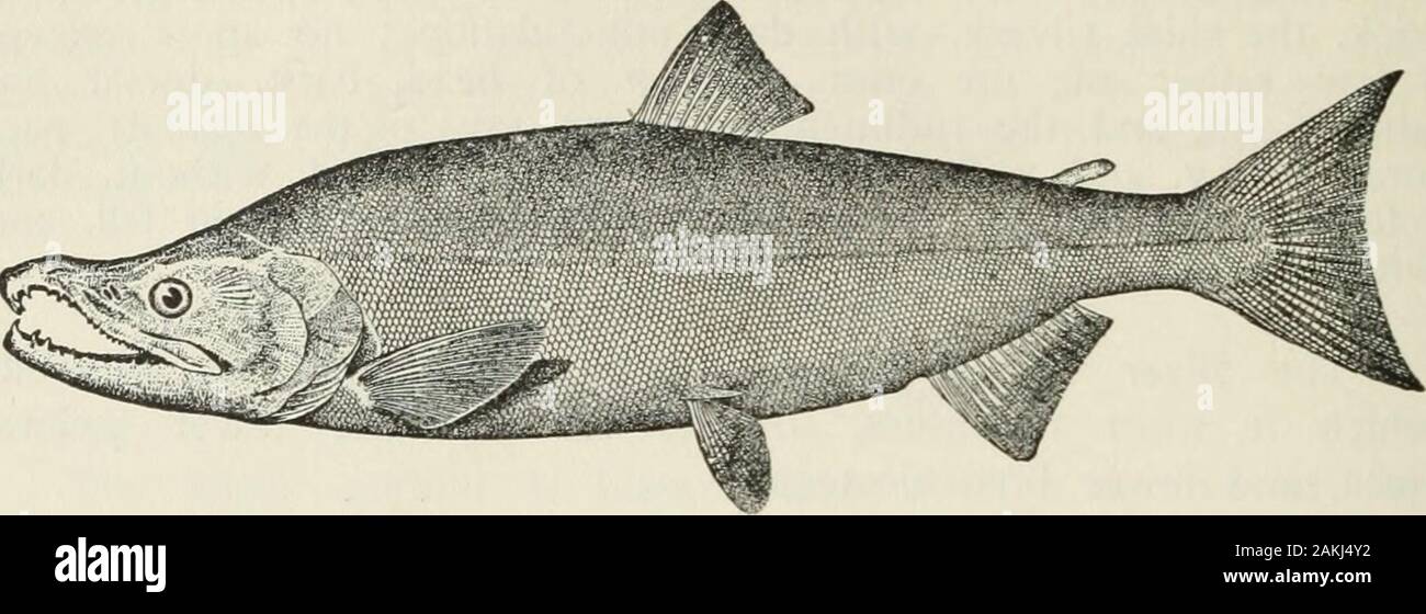 La nourriture américaine et poissons de jeu : un compte rendu populaire de toutes les espèces présentes en Amérique, au nord de l'équateur, avec des clés pour l'identification rapide, histoires de vie et modes de capture du saumon . en Alaska. L'exécute dans les différents cours d'eau commencent à différents moments,selon partiellement sur la distance de la frayère de la mer, et la température de l'eau. L'exécuter dans la Colombie-Britannique commence en mars ou avril, et thefish monter à la source de la rivière à saumons Texas,laquelle ils atteignent en juillet et août, un voyage de quelque 1 000 kilomètres de la mer. Dans l'exécution de la Skagit commence somewhatlat Banque D'Images