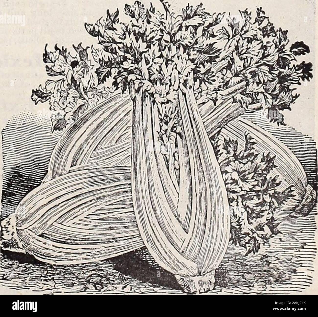 Hastings' seeds : printemps 1912 catalogue . l Poloi-rr Tiges arrondies, claire et solide. Son isLUCAitdU vjcici omiu saveur y funy égale à celle cultivée dans le célèbre zoo de Kalama (Mich.) Céleri, district ayant la saveur de noisette, riche en celeryPacket si désirable, 10 cents ;  % once, 15 cents ; Once, 25 cents ;  % pound, 65 cents la livre, Whifp PlniriA* 2,00 $ (Pnennl riant 01d&gt ; wel1 variétés connues, a préféré TT couilles ? Uldlll JTdhCdl rilllllt* Dy de nombreux planteurs. Chaque paquet : 5, c. ; Once, 15 cents ;  % pound, 50 cents : livre, 1,50 $.Cplprifif* ou navet enraciné le céleri. Il est surtout utilisé pour l'assaisonnement. ldl&g Banque D'Images