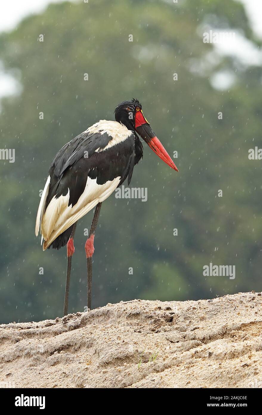 Saddlebill (Ephippiorhynchus senegalensis) femelle adulte debout sur bank sous la pluie avec la ligne de pêche dans le projet de loi le lac Victoria, en Ouganda Nov Banque D'Images