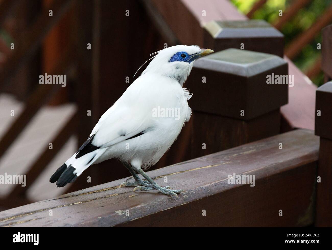 Bali Myna bird, Leucopsar rothschildi, alias Rothschild, mynah Bali Starling, ou Bali mynah, une espèce en voie de disparition, dans la volière, Hong Kong Park. Banque D'Images Bali Myna bird, Leucopsar rothschildi, alias Rothschild, mynah Bali Starling, ou Bali mynah, une espèce en voie de disparition, dans la volière, Hong Kong Park. Banque D'Images