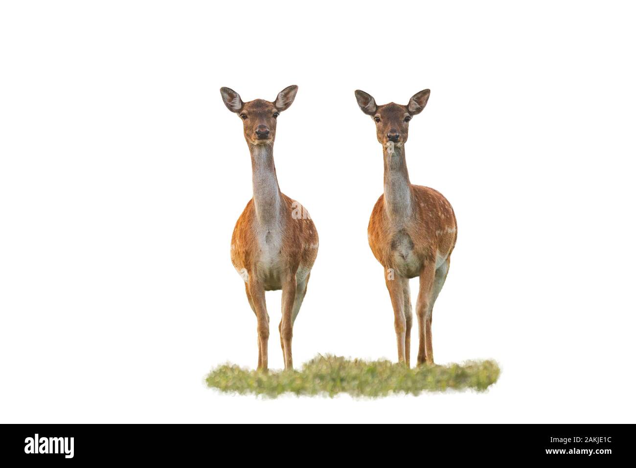 Le mignon cerf de Virginie ne regarde pas la caméra isolée sur le blanc Banque D'Images Le mignon cerf de Virginie ne regarde pas la caméra isolée sur le blanc Banque D'Images