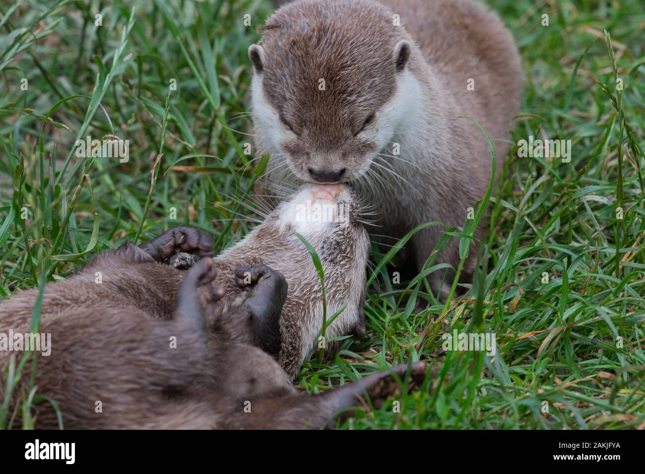 Deux petites asiatiques (loutres amblonyx cinerea) kissing Banque D'Images