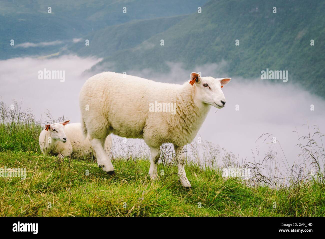 Moutons sur la ferme de montagne par jour nuageux. Paysage norvégien avec des moutons paissant dans la vallée. Moutons sur sommet de la Norvège. L'élevage écologique. Les moutons mangent Banque D'Images