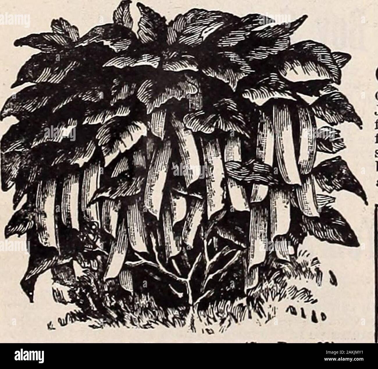 Hastings' seeds : printemps 1912 catalogue . Palmetto asperges. Pour les semis de printemps Banque D'Images