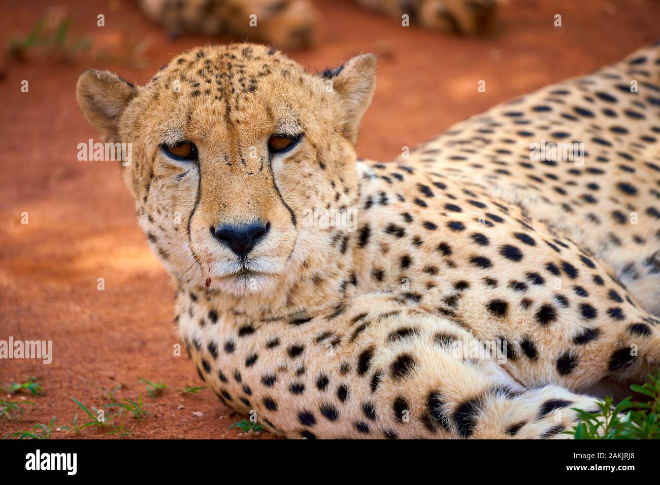 Petit Guepard Qui Court Banque D Image Et Photos Alamy