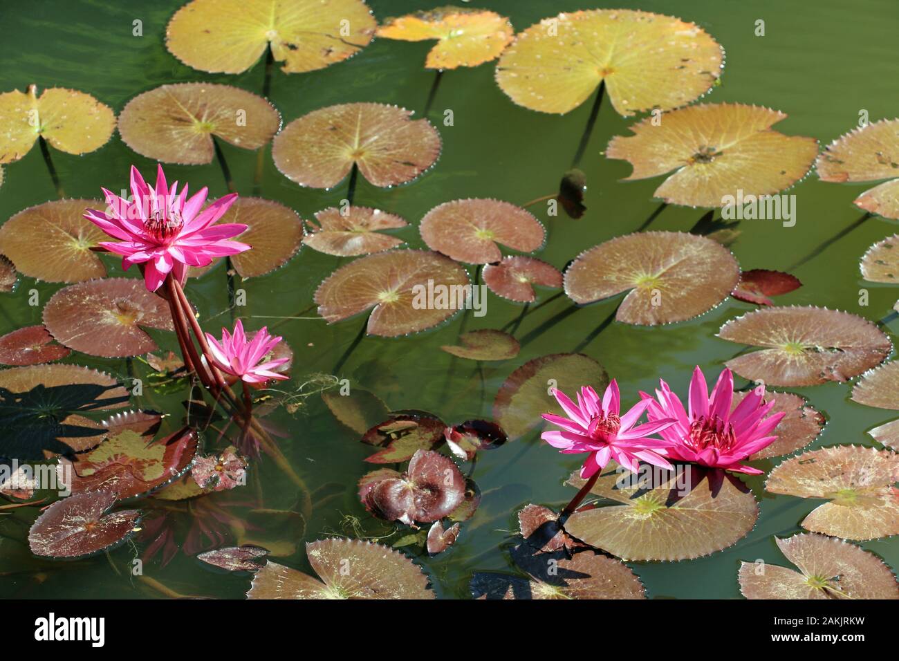 Nénuphars roses dans un lac au Sri Lanka Nature Banque D'Images