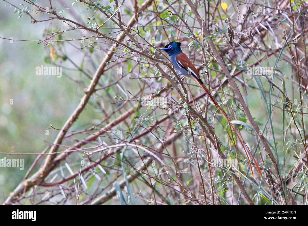 African Paradise Flycatcher (Terpsiphone viridis), homme, Masai Mara, Kenya. Banque D'Images