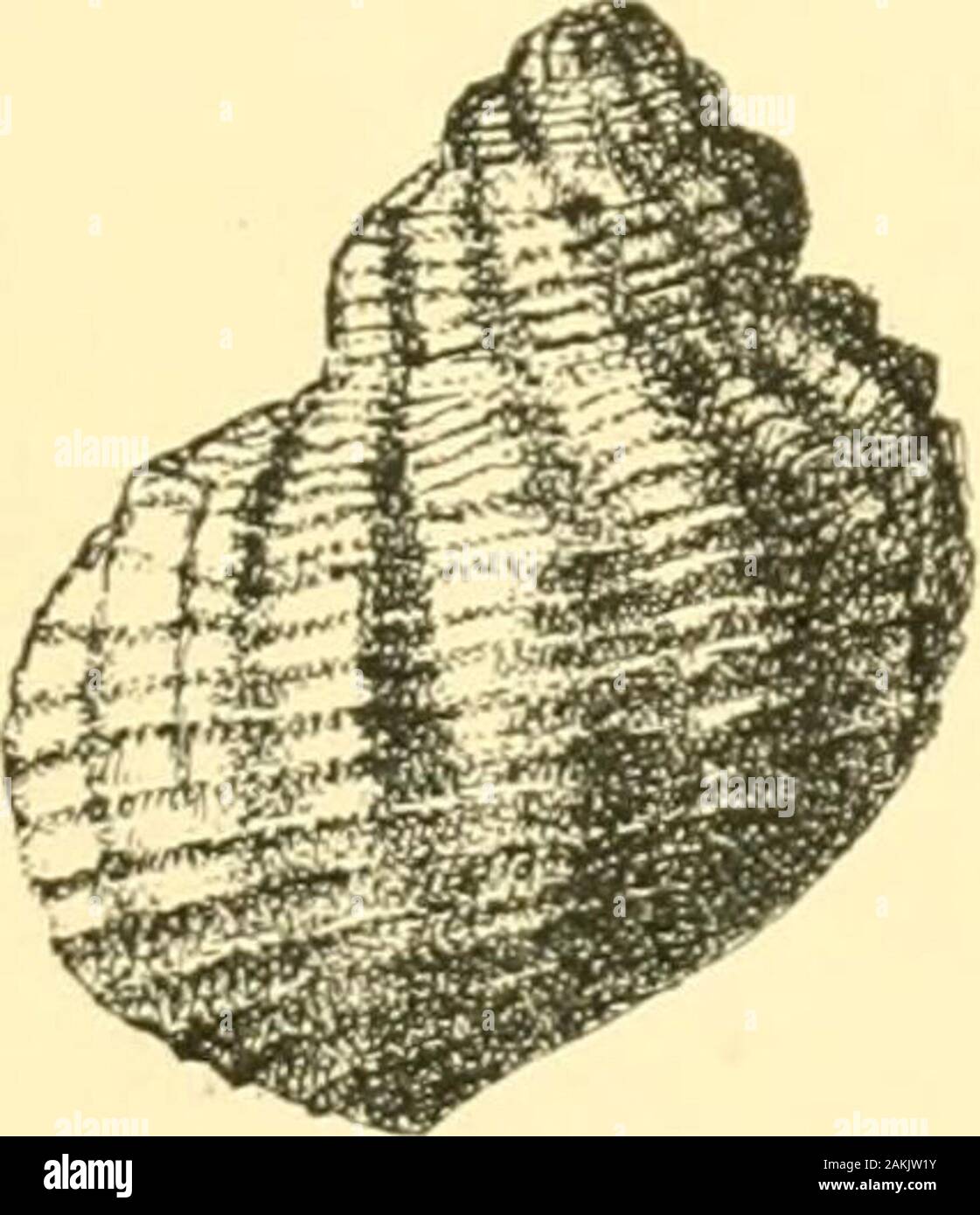 Le Tanganyika problème ; un compte de les recherches menées sur l'existence d'animaux marins en Afrique centrale . te,plus rarement trochoid, assez minces, imperforation ou presque ;sous-allongés, de tourelles fréquemment ; sutural large espace ;ornés de bandes en spirale, en général spinulous ou nodulaires, dont certains sont importants. Les espaces entre les stries sont finelystriated, étant légèrement oblique à l'axe.Parfois, ces lignes fines sont assez fortes pour representfine côtes axiales. Base arrondie, à côtes en spirales et markedby ; stries radiales fine ouverture sub-ovale, mais varyingaccording à ag Banque D'Images
