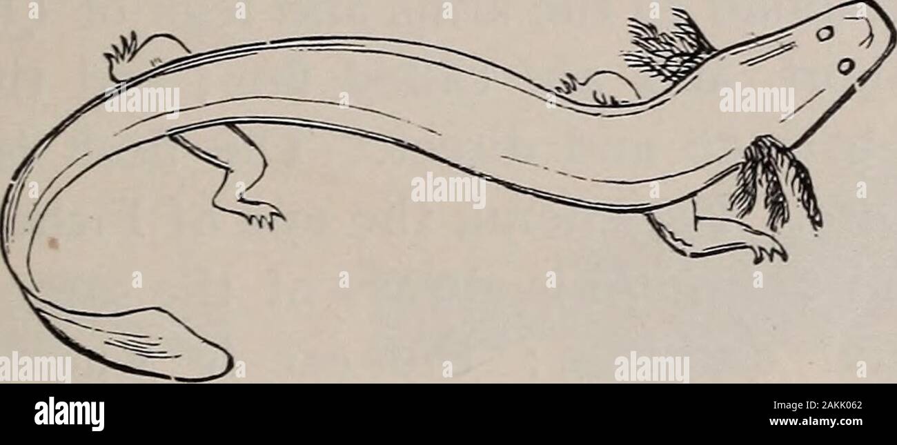 Histoire naturelle des animaux ; . 87. - Congo Serpent.. Fig. 188. -Raseux. Tels sont les Necturus, ou de boue, de notre chiot Banque D'Images