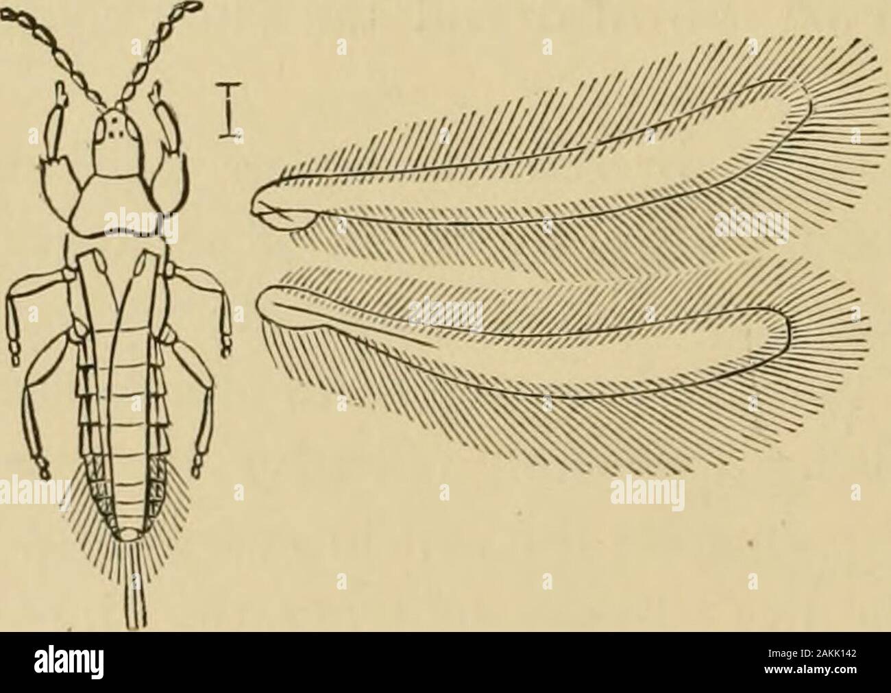 Les insectes nuisibles aux fruits . ouixlin d'août et septembre, il a été proposé d'sprinklethe sur sol les vignes à cette période avec la chaux vive, les cendres, le soufre, le sel, ou d'autres substances destructrices pour insectlife. L'application d'engrais riche en potasse et d'ammo-nia, tels que cendres mélangé avec du fumier ou stable-sal-ammo niac, a été jugée utile. Une solution simple pour la vésicule habitant type est à cueillir les feuilles dès que le gallsappear et les détruire. Plusieurs espèces de proies des prédateurs sur cette louse.une espèces de thrips noir avec blanc-Thripsphylloxerae {ailes frangées R Banque D'Images