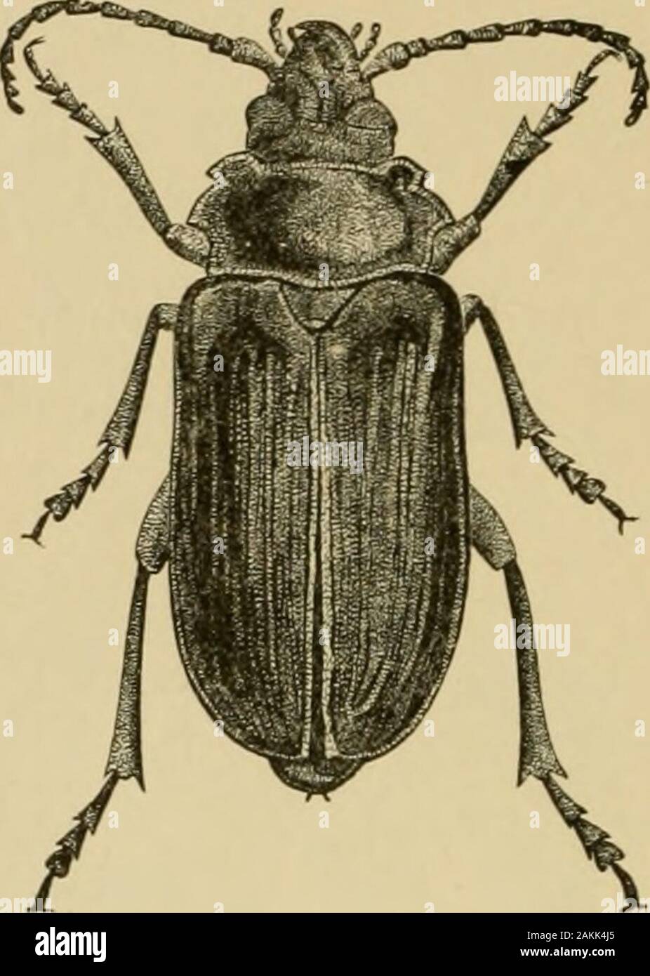 Coleoptere De Pres Banque D Image Et Photos Alamy
