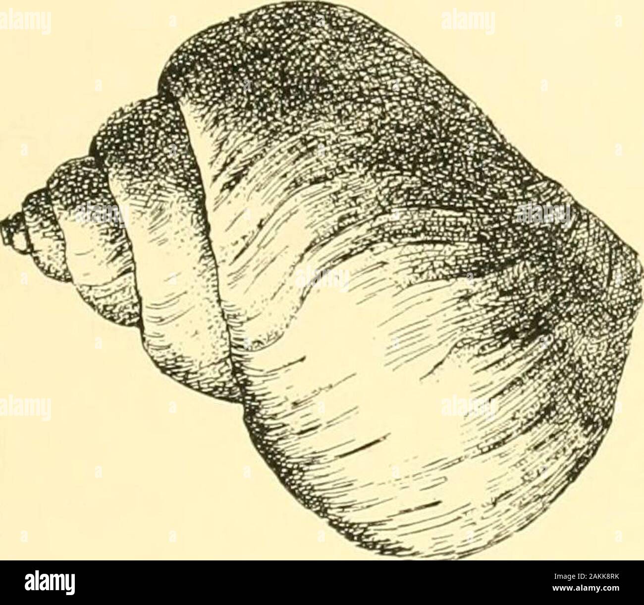 Le Tanganyika problème ; un compte de les recherches menées sur l'existence d'animaux marins en Afrique centrale . Fig. 43.-schéma semi de l'anatomie d'Spekia zonata.La cavité du manteau a été ouvert à partir de ci-dessus, et thenerves sont représentés en noir. En face de st l'estomac ;succ. Le gill ; cryst. s. le style cristallin. Tanganyicia. Les feuilles sont de même large, bas, andtriangular, et leurs sommets sont prolongées dans le samelittorinoid fabricants-comme des processus. Ces processus sont compris par Haller dans les branchies de. Banque D'Images