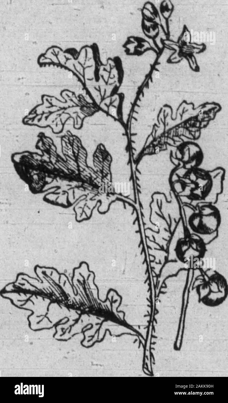 Boone County Recorder . le sol. Ma propre observation dans l'Illinois, le Missouri et l'Iowa n'affichent pas ce tobe le cas, même s'il peut être vrai forConnecticut et d'autres États de l'Est.dans le sol argileux du Missouri et l'Illinois,ou dans les sols noirs il growsvery Iqwa de luxueusement. C'est une plante vivace,fourni avec un profond tournant racines. Thestems et laisse plus d'arc ou lessprickly ; les fleurs sont blanchâtres ou bleuâtre, comme ceux d'une pomme de terre, à ia whichIt étroitement liées. Le Berry con* Un roman DUiL OH UN BAR.  ?Ix Battles • » du Vin a*b "*"&gt ;* ?"•* ?misés oa tha Bosnie.Un certain nombre de mouches se sont installés sur un•nd de th Banque D'Images