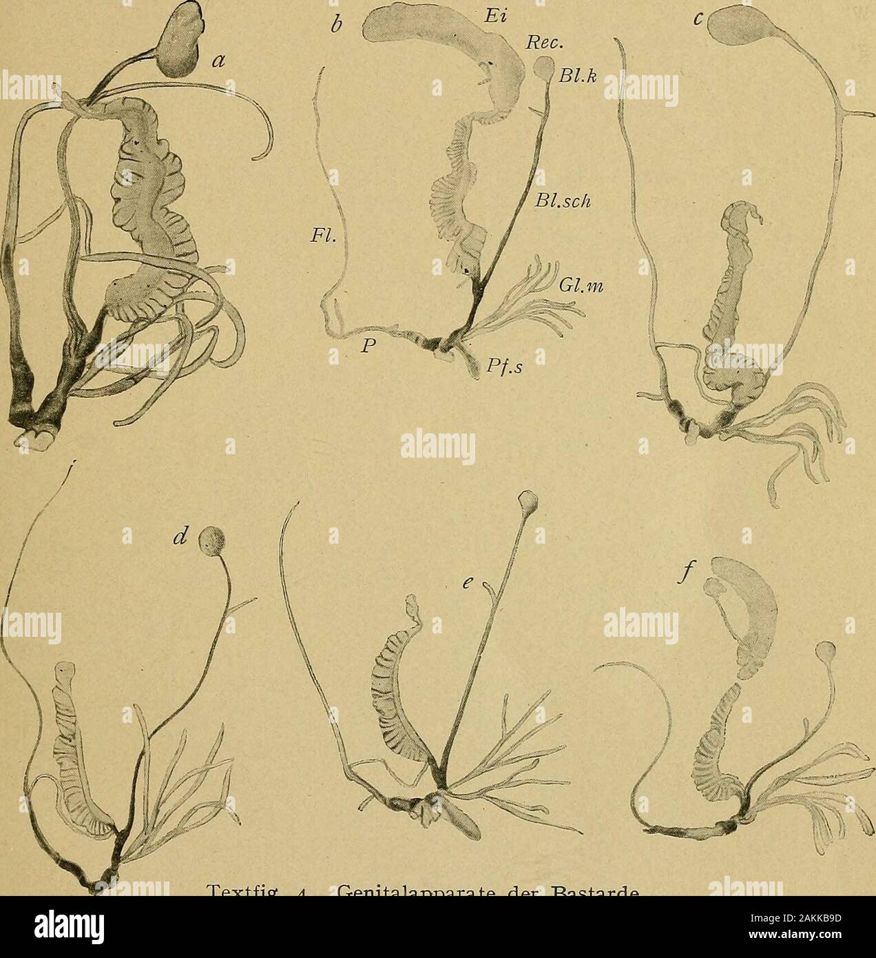 Untersuchungen am Genitalapparat Helix Nemoralis und von und mit Weitern Hortensis reihe von Lang gezüchteter Bastarde der beiden Arten .. . Textfig. 3. Genitalapparate der Bastarde. a  = Präp.-Nr. (225,43), b  = (877.859a), c  = (877.859b). d  = (876,858), e  = (878,8601), /  = 32725i)- g (327252)- und Untersuchungen am Pfeilsack Pfeil. Über die Struktur des Pfeiles Entstehungsweise Pfeilsack ausdem und seine geben uns durch den Querschnittserien samtdem letztern Pfeil nach der Entkalkung einige. Aufschlüsse Darüberfinden Angaben wir bei Semper (1857), Ashford (1883) - 7 - Meisenheimer und {1907) Banque D'Images