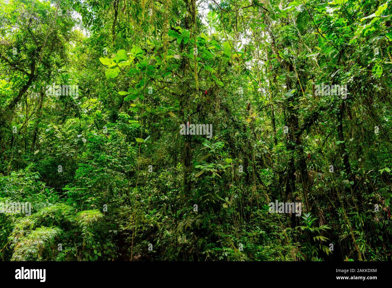 La forêt tropicale brésilienne et sa végétation tropicale dense. Banque D'Images La forêt tropicale brésilienne et sa végétation tropicale dense. Banque D'Images
