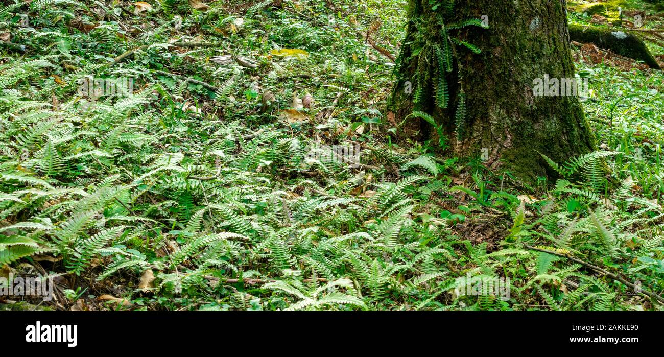 Seul arbre entouré de végétation tropicale et de fougères au Brésil Banque D'Images Seul arbre entouré de végétation tropicale et de fougères au Brésil Banque D'Images