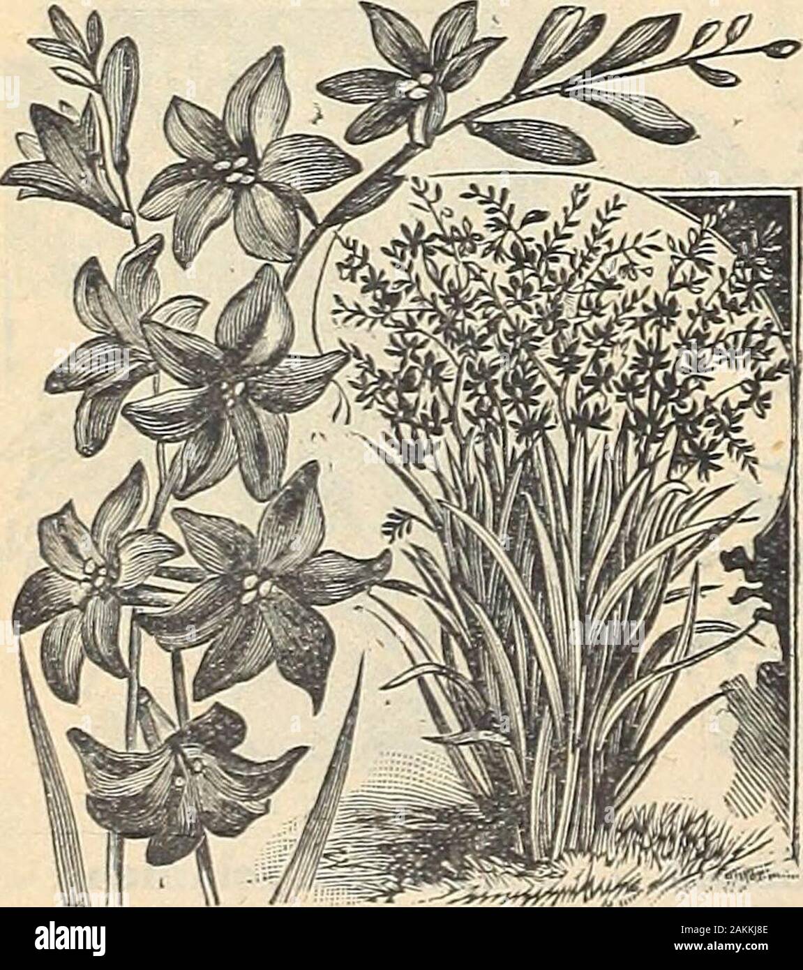 Le livre de semences Maule : 1917 . anese les fleurs d'Iris sont énormes, les tiges de 2 à 3P^ pied haut. Parfaitement rustique. En mélange.^ 15 cents chacun ; 3 pour 25 cents ; $1.35 par douzaine, postpayé.35 POUR S3.00 ; 7,50 p. 100,S par express, cbarges recueillir. Buddleja Tiger ou Shell fleur. De culture facile.Très florifère et voyante.AIiBA. Blanc pur, repéré crimson.Aurea. Grande, profonde, de couleur jaune doré.COIVCHIFLORA YEI.L,OW. Lemonyellow repéré avec orange. Géant. Fleurs plus rosewith écarlate, centre jaune. Très attrayant. ROSEA. Rose rose vif, avec yel-faible centre bigarré.SPECIOSA. Rouge, violet profond repéré Banque D'Images