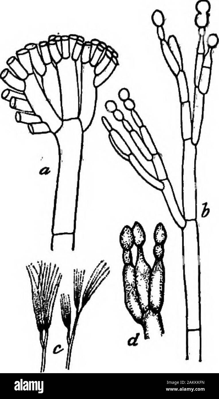 Bactériologie laitière pratique, prête à l'usage des étudiants, producteurs, et tous les intéressés par les problèmes de la relation du lait pour la santé publique . curdlingthe avec du lait, de la présure dans le usualway et vidange le caillé, il avait perdu dans un formulaire dans une fine couche,et au-dessus de la couche isstrewn une quantité de poudre de pain moisi,avec ses milliers d'ofspores. Au cours de cette anotherlayer est placé de caillé, et plus moldspores ; puis une troisième couche ofcurd au-dessus de tous. Le moule est thusplanted dans le fromage. Thewhole moderatepressure est alors pressé par dans un formulaire. Après une fewdays le fromage devient h Banque D'Images