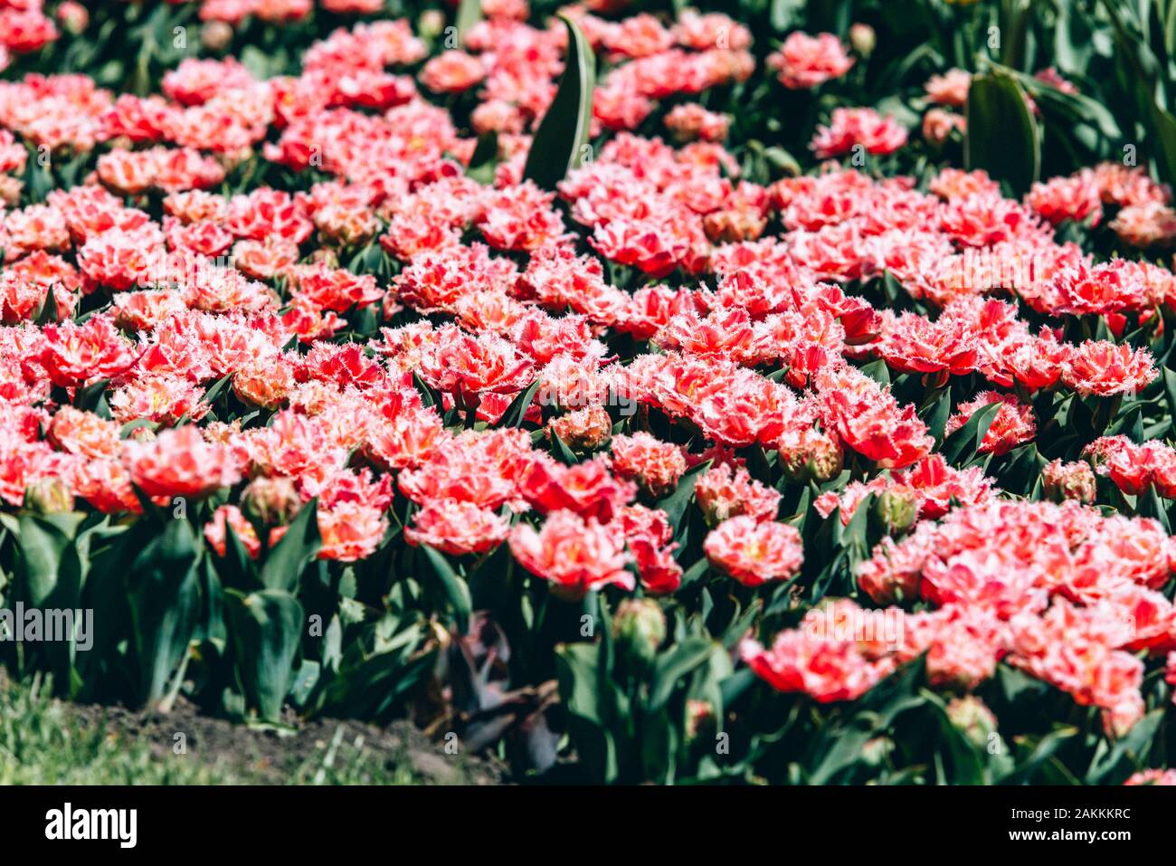 Domaine de la tulipe rose avec focus sélectif. Printemps, floral background. Jardin avec fleurs. En fleurs naturelles. Banque D'Images
