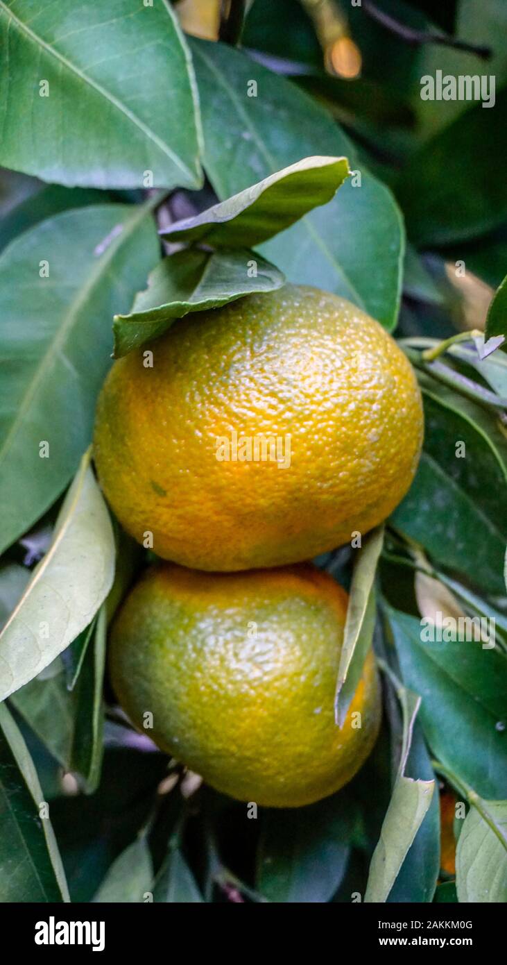 L'orange amère des branches d'arbre avec des fruits closeup Banque D'Images