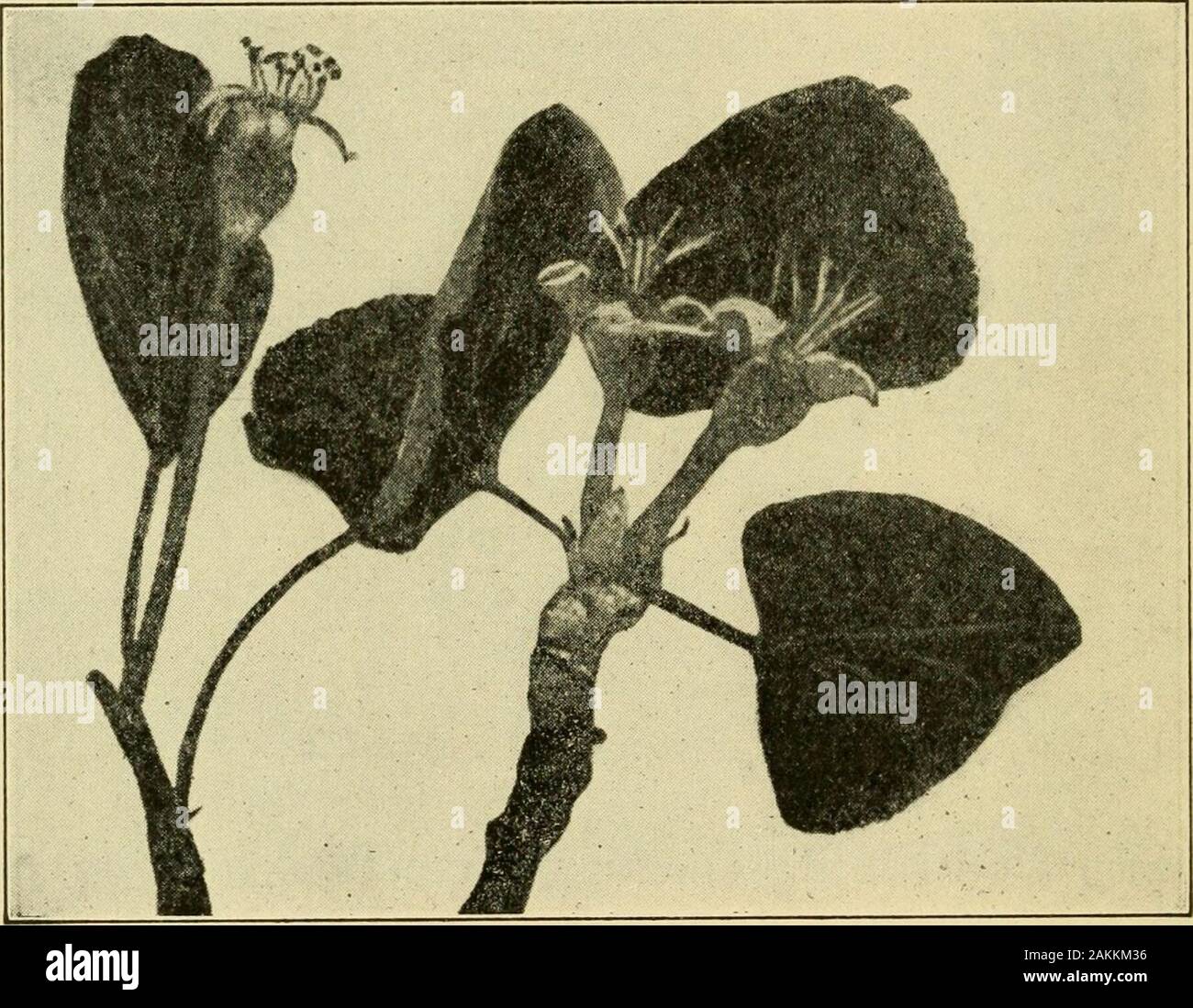 Une introduction à l'agriculture . Slingerland.- TROP TARD pour pulvériser avec la permission de l'Iowa State Ministère de l'Instruction publique. 205. Le contrôle des insectes suceurs.-sucking in-sectes ont becs, ou tubes minces, avec qui theypierce les tissus végétaux et sucer le jus des plantes.Ils doivent être abattus en couvrant leurs corps avec une solu-tion, ou une poudre, qui, sur l'entrée en contact withthem, ferme son peu de pores respiratoires ; ils meurent de suf-focation en conséquence. Les insectes suceurs communs sont plantlice, les cochenilles, et squash bugs. Le kérosène d'émulsion : - le savon, Vo livre.L'eau de pluie, 1 gallonKero Banque D'Images