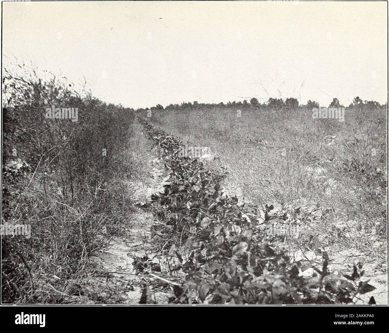 Quelques maladies de la dolique . Fig. 2.-niébé fer vs. Black et Taylor, comparative montrant une résistance au Nœud racine et la flétrissure. Juillet 17, Bureau de l'industrie des végétaux, U.S. Dept. of Agriculture. IV. la plaque. Fig. 1.-fer dans les asperges de niébé Domaine infecté par la flétrissure du niébé. # • J,  %fM/ ?K Banque D'Images