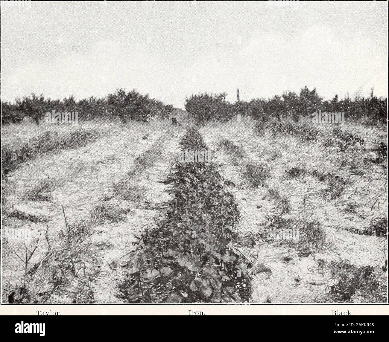 Quelques maladies de la dolique . Fig. 1.-Plants du fer du niébé, le 26 octobre 1901.. Fig. 2.-niébé fer vs. Black et Taylor, comparative montrant une résistance au Nœud racine et la flétrissure. Juillet 17, Bureau de l'industrie des végétaux, U.S. Dept. of Agriculture. Tôles IV. Banque D'Images