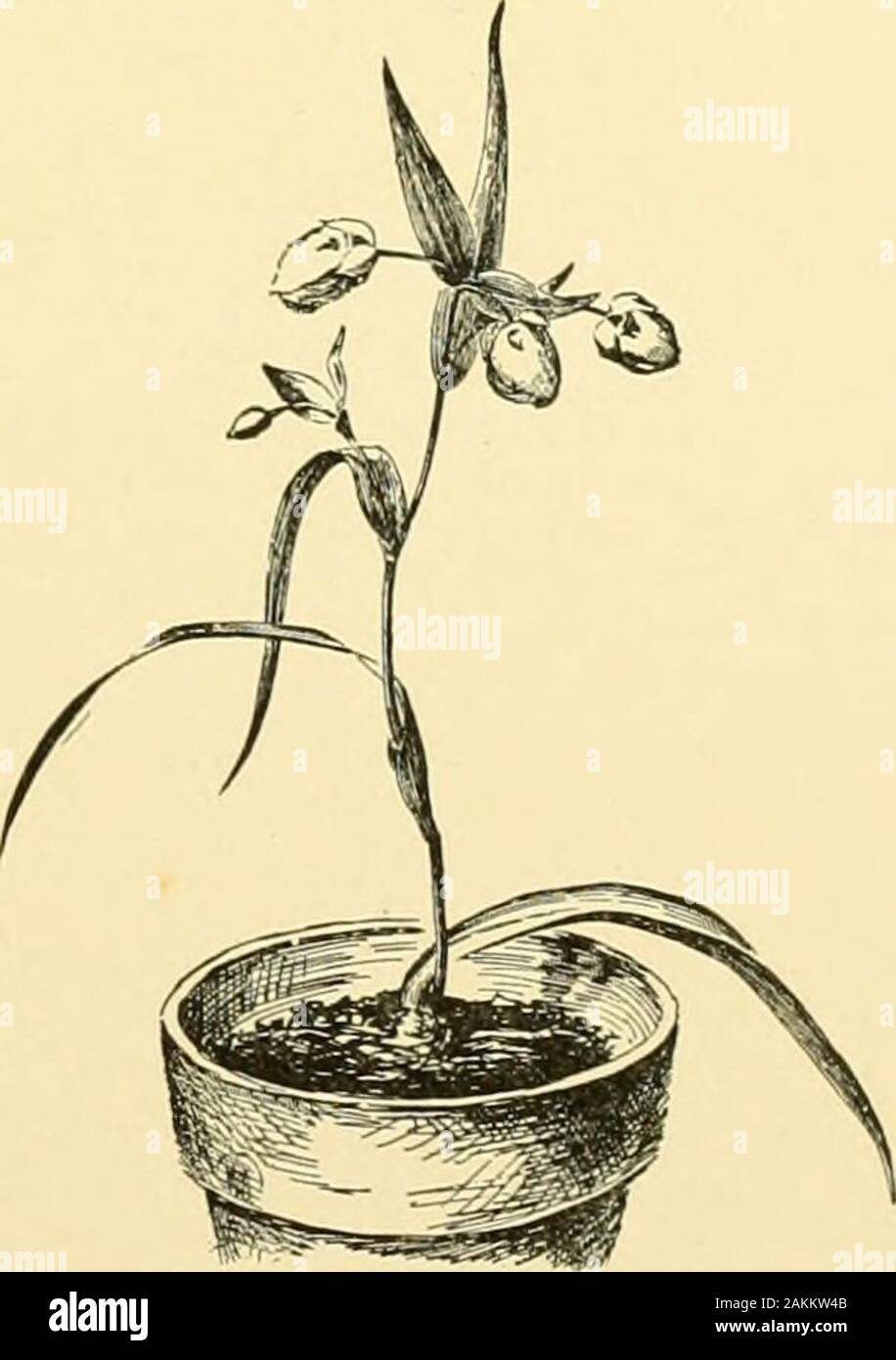 Cyclopedia of American horticulture, comprenant des suggestions pour la culture de plantes horticoles, les descriptions des espèces de fruits, légumes, fleurs et plantes ornementales vendues aux États-Unis et au Canada, ainsi que des notes biographiques et géographiques, et d'un synopsis du règne végétal . ci-nus, 10 ; Celebensis, 6 ; longebarbatus, n ; luteus, 21;Lyallii, 6 ; macrocarpus, Maweanus ; 32, 3 ; nanus, 6 ;nitidus. 13, 12 ; nudus ; nuttallii, Obispoensis ; 29, 19, 21 ;oculatus ; Palmeri, 27, 1 ; paniculatus ; pictus, 24  ; PlummeriP, 18, 2 ; pulchellus ; Purdyi,9 ; purpurascens,24 ; Banque D'Images