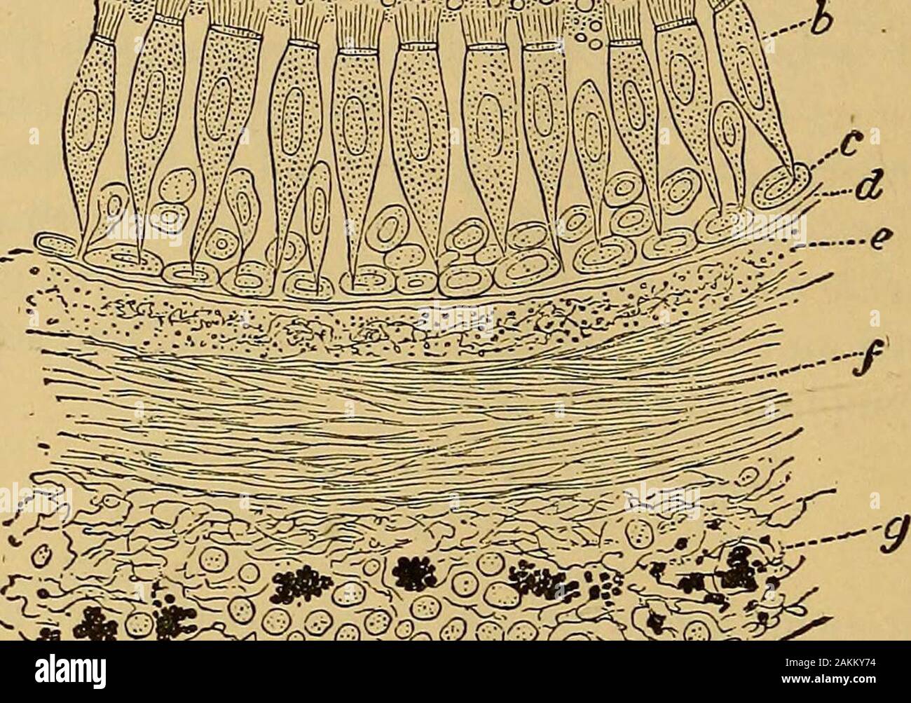 La consommation pulmonaire, pneumonie, et des maladies des poumons : l'étiologie, la pathologie et le traitement, avec un chapitre sur le diagnostic physique . e, (3) la couche fibreuse, (4) l'muscularlayer, et (5) le manteau extérieur ou adventifs. Il s'agit d'wellillustrated dans la section suivante. Si nous commençons notre examen de la nation les différentes couches de la muqueuse bronchique mem-brane de l'extérieur nous constatons que la taille et la forme des cellules theepithelial varier à différentes profondeurs. Il sera pour seenthat ces sur la surface sont très en forme cylindrique (&), et que ceux qui sont au bas de la couche sont f Banque D'Images