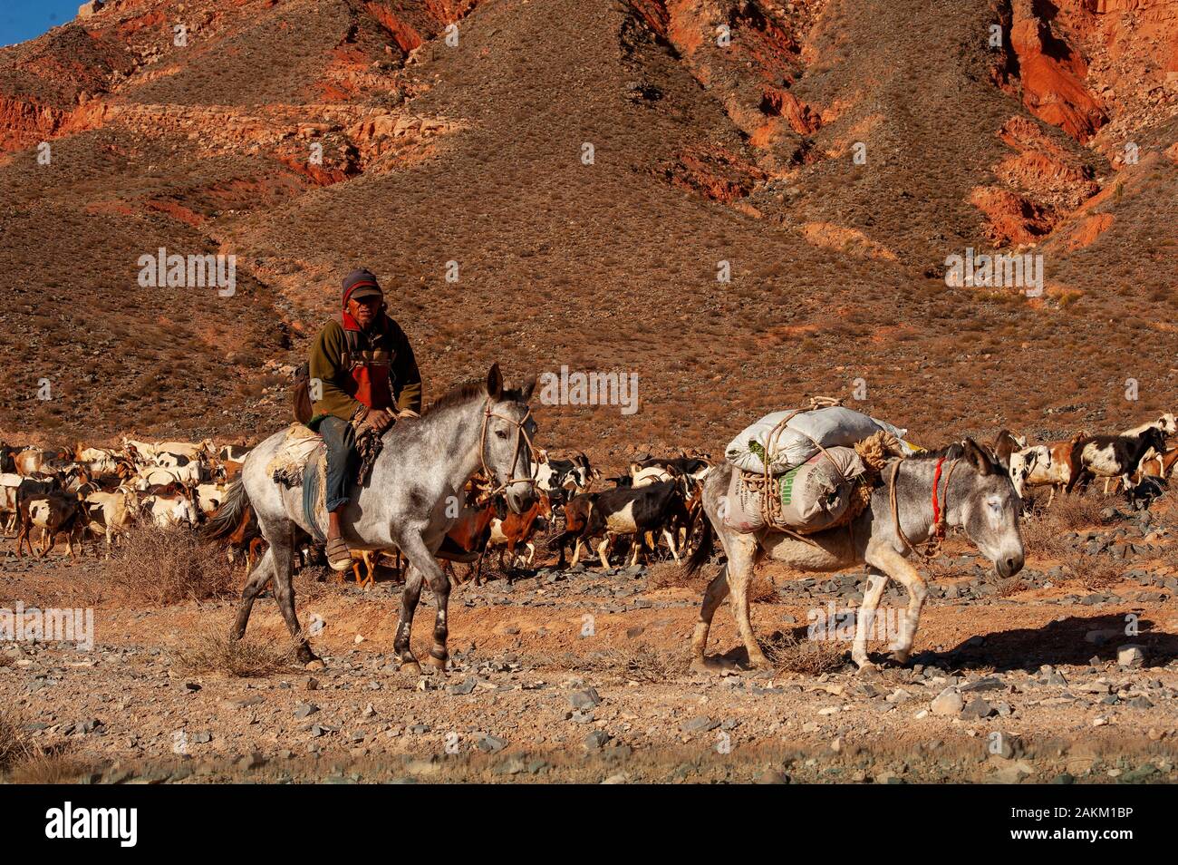 L'Argentine en cow-boy et cheval avec un troupeau de chèvres sur la région de la Puna, Argentine Banque D'Images