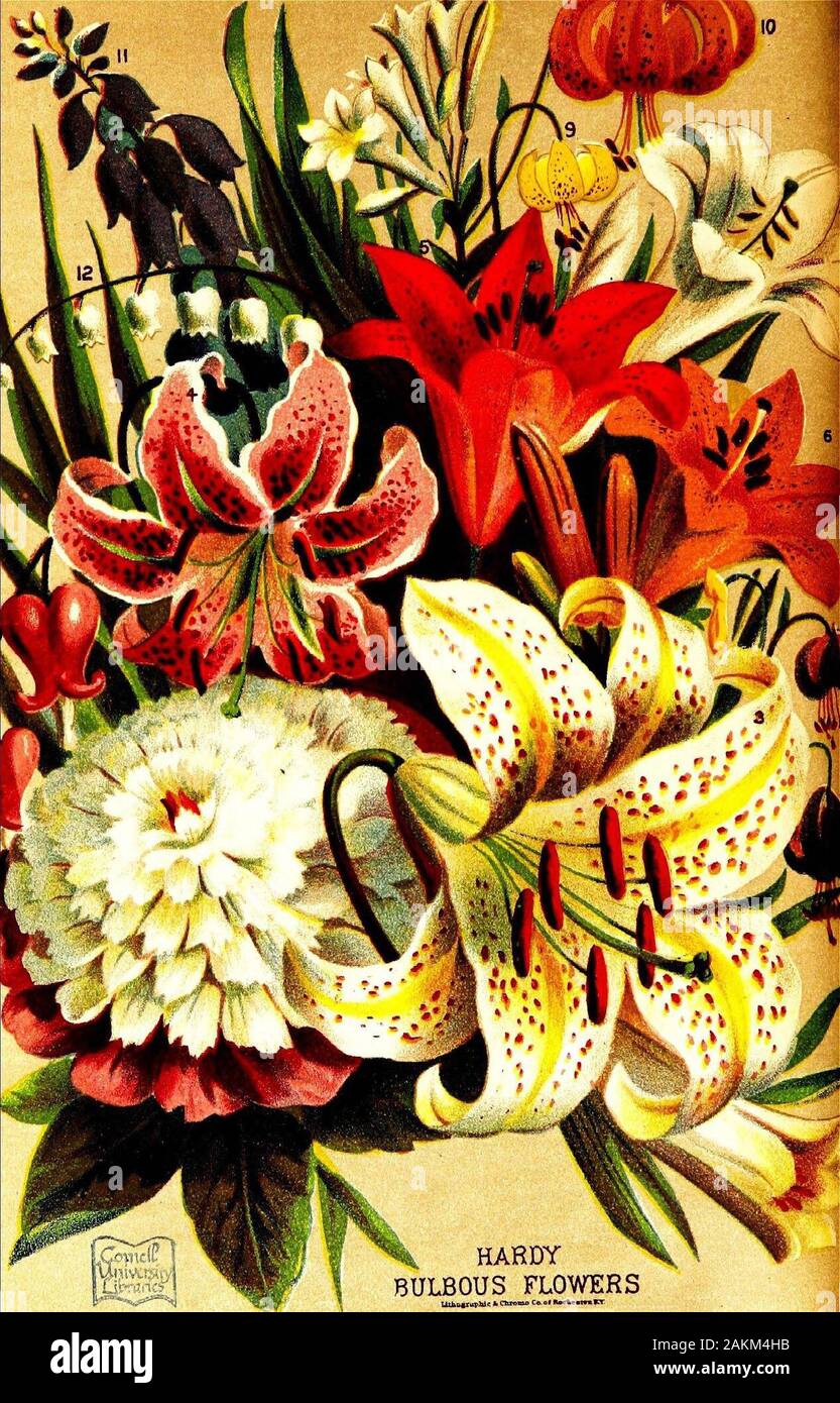 Fleurs et légumes Vick prix gardenVicks' catalogue de semences, bulbes et plantes pour 1876 . HARDYBULBOUS FLEURS Banque D'Images