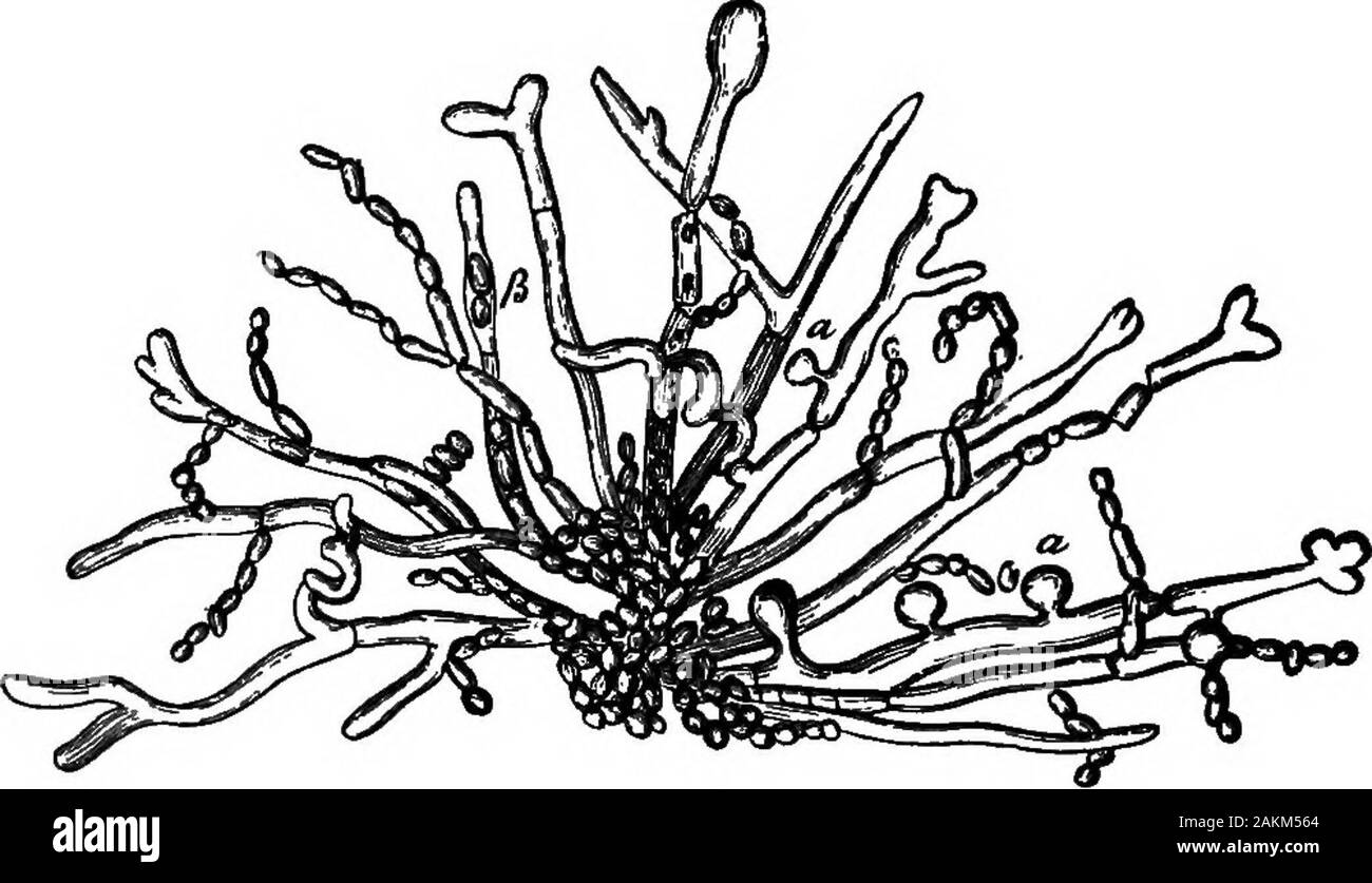 Bactériologie laitière pratique, prête à l'usage des étudiants, producteurs, et tous les intéressés par les problèmes de la relation du lait pour la santé publique . nts, qui servent comme forthey ; spores va croître et générer des frais en filets, uponfavorable plantées si lieux. L'organisme se développe avec une extrême rapidité,et quand a planté sur la surface de lait durci, comme une softcheese, il s'étendra sur toute la surface si rapidement que, dans thecourse de quelques heures, il peut couvrir toute la surface.Pour cette raison, il est l'un des obstacles à la 1 Eicholz. 100. f. Bact., 11., jx., p. 631, 1902 Banque D'Images