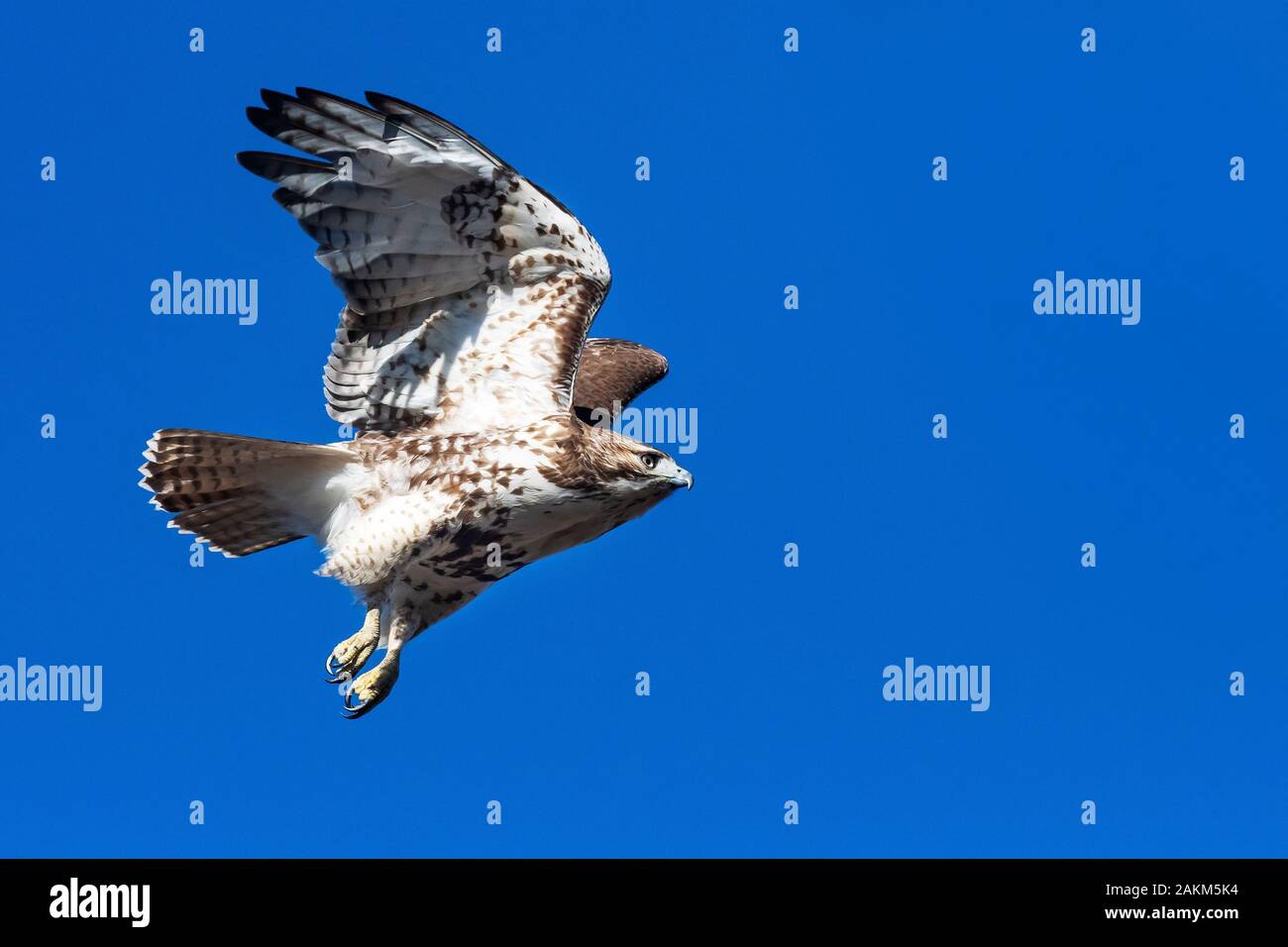 Buse à queue rouge juvénile en vol ciel bleu profond Banque D'Images